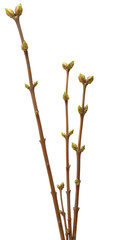 Spring branch of Tree, isolated  white background.