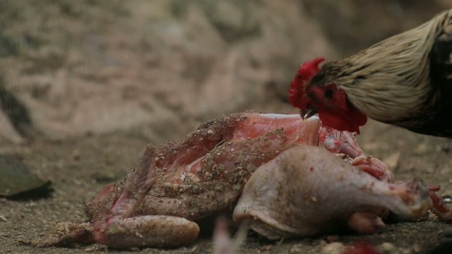 Huhn frisst Aas Kannibalismus