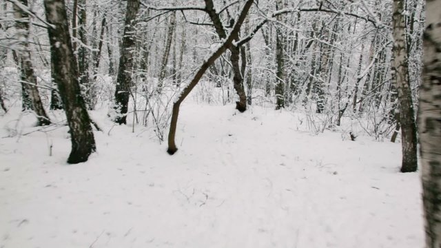 Motion by path among trees in snow covered park at winter day