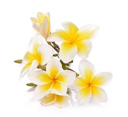 Fototapeta na wymiar Plumeria and frangipani flowers isolated on white background and