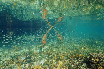 School of juvenile fish near mangrove roots