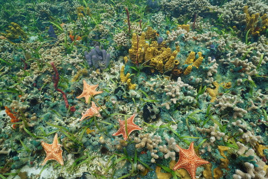 Colorful starfish and sea life underwater
