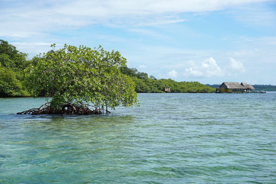 Mangrove tree in water Bocas del Toro Panama
