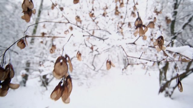 Snow covers branch of ash-leaved maple tree at winter day