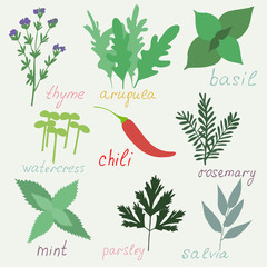 Set of hend drawn herbs spices isolated.