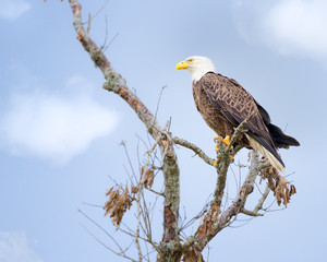 American Bald Eagle