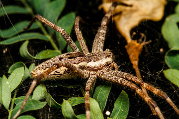 Wolf spider is resting on the net