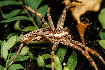 Wolf spider is resting on the net