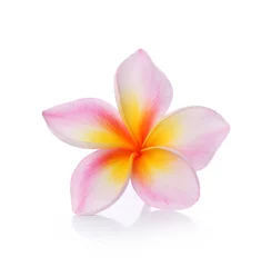 Cercles muraux Frangipanier colorful plumeria flower isolated on white backgrond