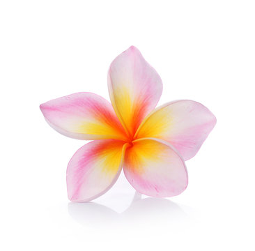 colorful plumeria flower isolated on white backgrond