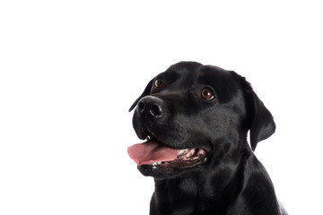 Pretty Labrador Retriever in front of white Background