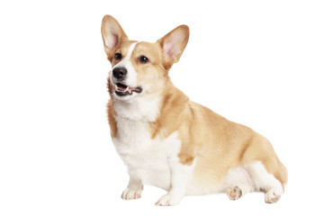 Cute Welsh Corgi and in front of white Background