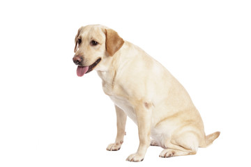 Pretty Labrador Retriever in front of white Background