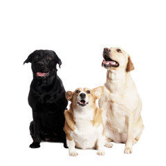 friendly Welsh Corgi and Labrador Retriever in front of white Ba