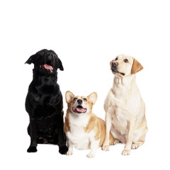 friendly Welsh Corgi and Labrador Retriever in front of white Ba