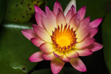 Water lily in pond