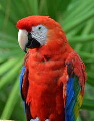 Scarlet Macaw in front of Palm Frond