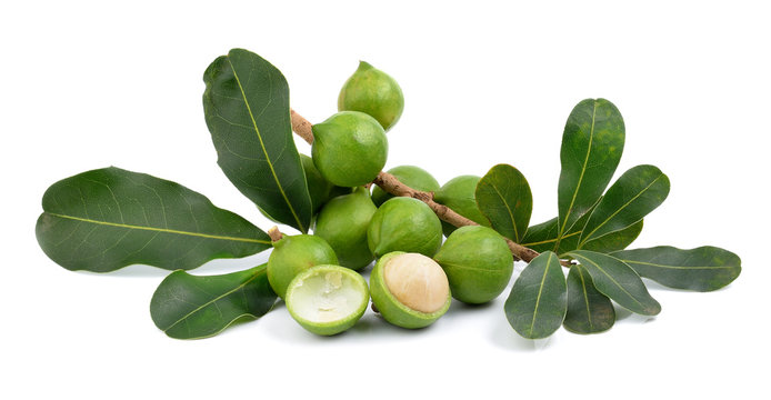 Fresh Macadamia Nut On A White Background