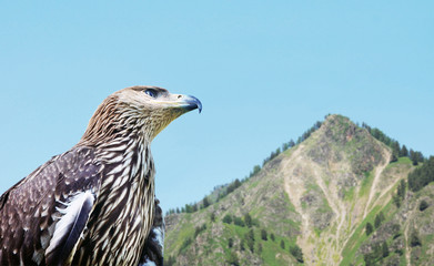 Eagle against the background of a high mountain