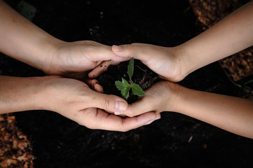 Seedling of plant in child hand