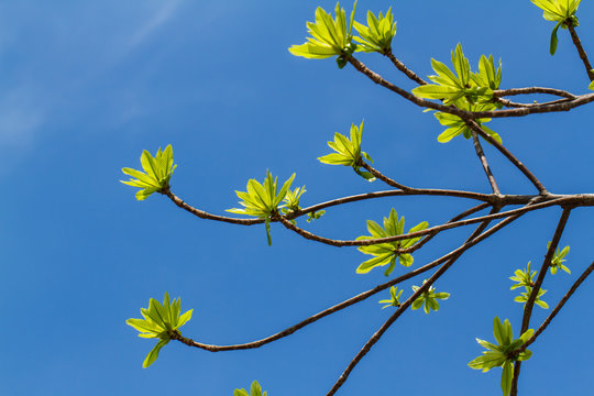 First leaves on tree in spring