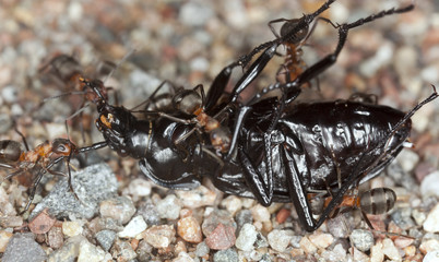 Wood ants, formica working together to transport ground beetle, carabidae