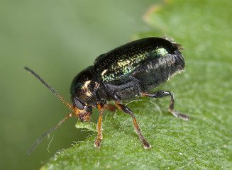 Cryptocephalus beetle on leaf