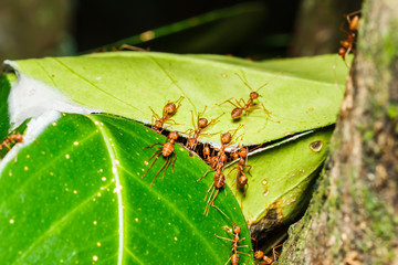 red ants teamwork