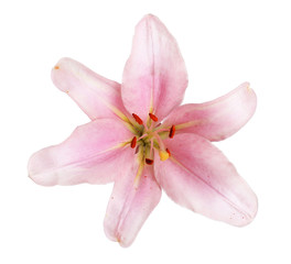 Naklejka na ściany i meble pink lily flower isolated on white background