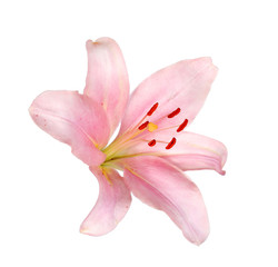 Fototapeta na wymiar pink lily flower isolated on white background