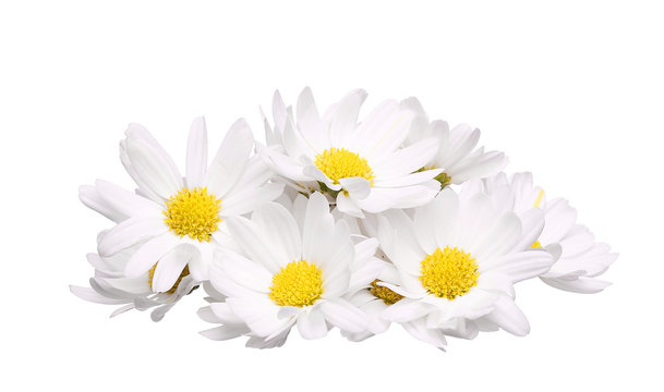 pile of chamomile flower isolated on white background