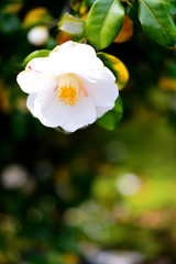 White camellia