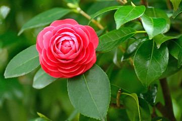 Red Camellia