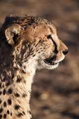 Cheetah face