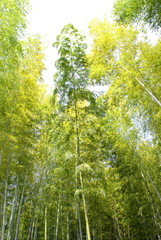 Fototapeta premium 竹林 背丈の高い竹.