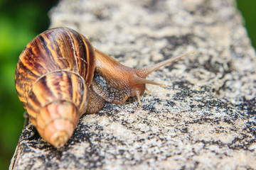 snail