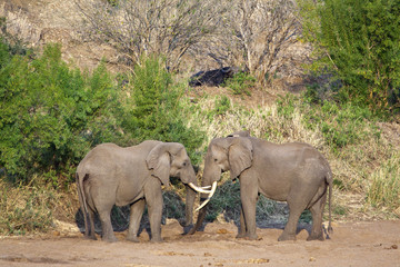 Two Elephants