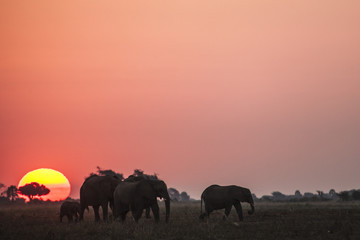 Fototapeta premium Elephant herd