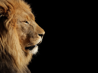 Male African lion on black