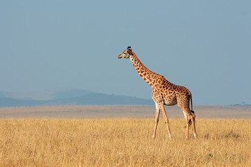 Masai giraffe, Masai Mara National Reserve