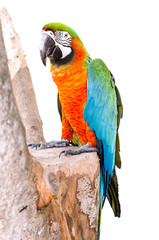 Parrot standing on dry tree over white background