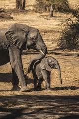 Fototapeta premium Elephants