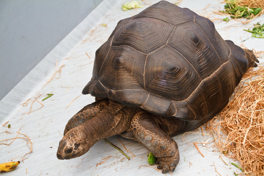 An Aldabra giant tortoise