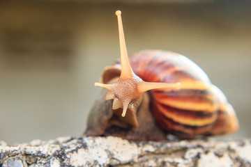 snail