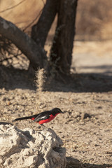 Crimson Brested Shrike