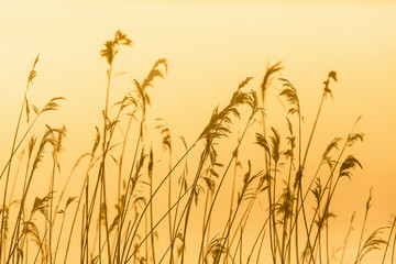 Reed in backlight morning light