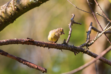 Greenfich in a tree branch