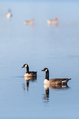 Canada Goose pair