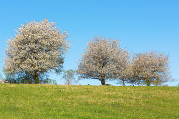 Line of flowering cherry trees