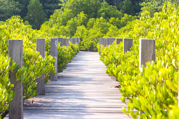 Wooden bridge in nature close to mangrove forest